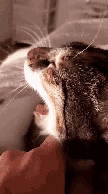 a close up of a cat 's mouth with its tongue hanging out