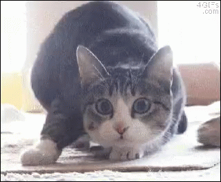 Shaq Cat GIF - Shaq Cat Funny GIFs