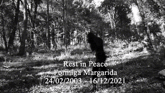 a black and white photo of a forest with the words rest in peace formigas margarida