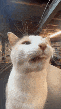 Silly Silly Cat GIF - Silly Silly Cat Cats GIFs