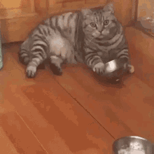 Hangry Cat Feed Me Now GIF - Hangry Cat Feed Me Now GIFs