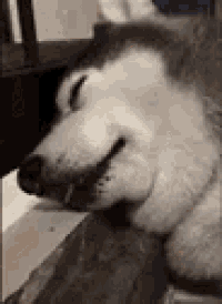 a husky dog is sleeping on a couch with its eyes closed .