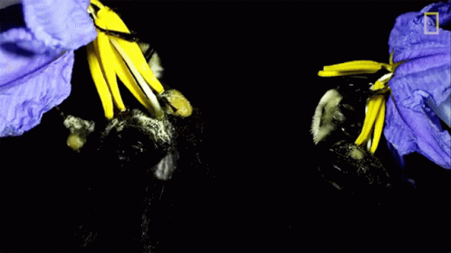 Buzzing National Honey Bee Day GIF - Buzzing National Honey Bee Day A Bumblebees Buzz Is Basically A Superpower GIFs