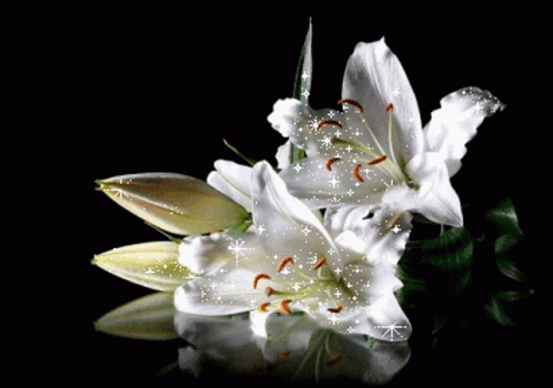 White Lily Glittering Lily GIF - White Lily Glittering Lily GIFs
