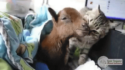 Cat Licking GIF - Cat Licking Goat GIFs
