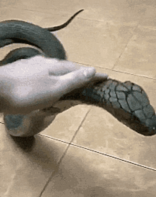 Cobra Pet GIF - Cobra Pet Snake GIFs