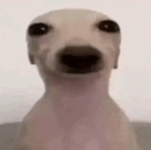 a close up of a dog 's face with a very big nose .