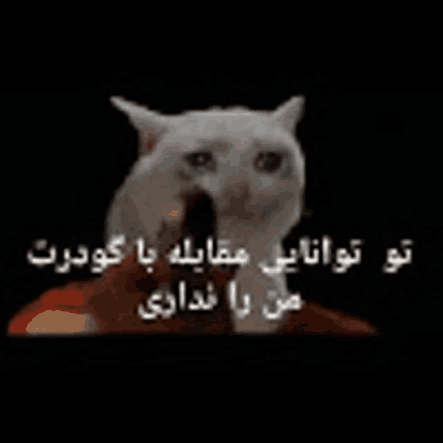 a white cat is making a funny face with a foreign language written on it .