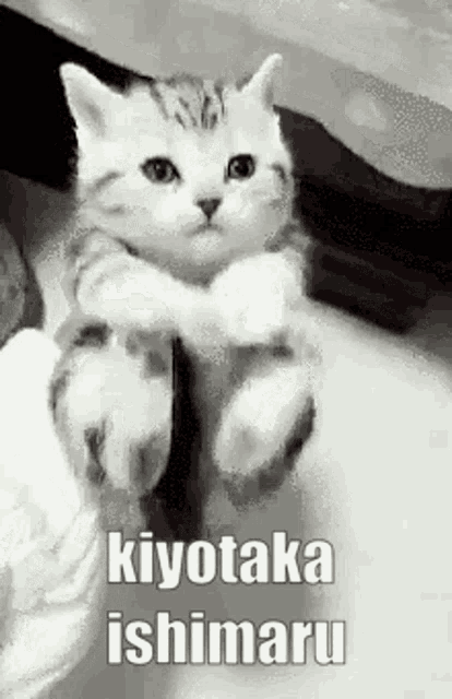 Kiyotaka Ishimaru Danganronpa GIF - Kiyotaka Ishimaru Danganronpa Cat GIFs