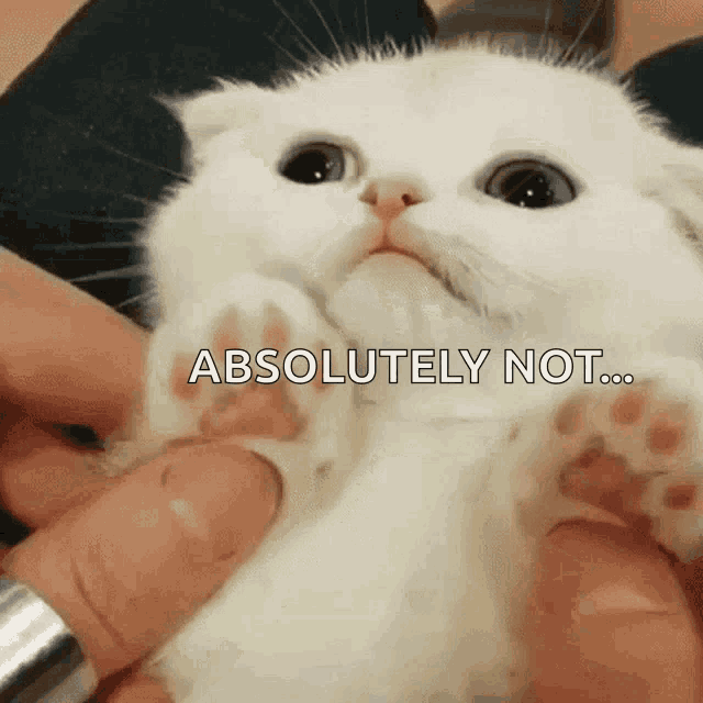 Cat Kitty GIF - Cat Kitty Paws GIFs