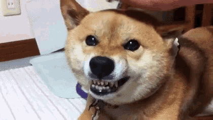 a shiba inu dog is laying on a bed with its mouth open and looking at the camera .