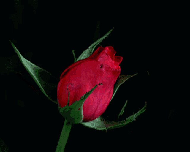 Rose Open GIF - Rose Open GIFs
