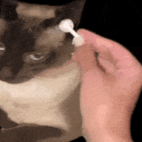 a person is brushing a cat 's ear with a white toothbrush
