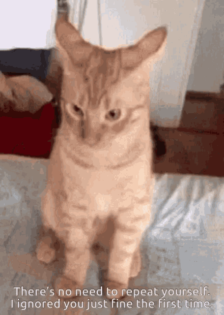 No Need To Repeat Ignored GIF - No Need To Repeat Ignored Cat GIFs