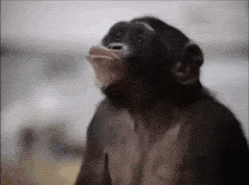 a close up of a chimpanzee making a funny face .