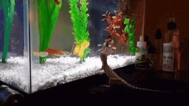 a lizard is standing in front of a fish tank with a bottle that says ' e liquid ' on it