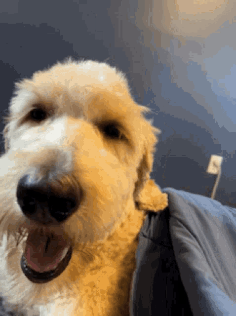 Coco Dog GIF - Coco Dog Nuberson GIFs