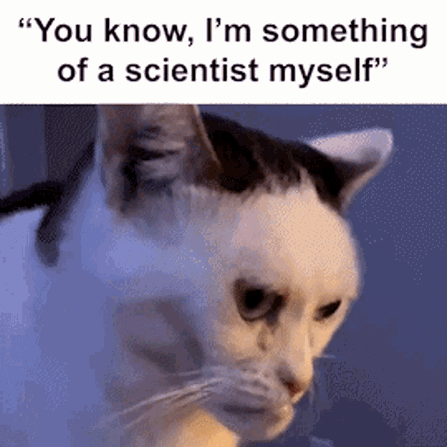 Cat You Know Im Something Of A Scientist Myself GIF - Cat You Know Im Something Of A Scientist Myself Norman GIFs