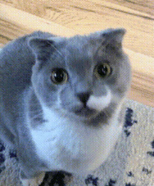 a gray and white cat looking at the camera with a wooden table in the background