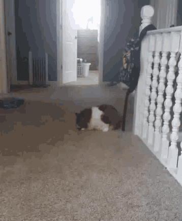 a cat is laying on the floor in a hallway next to stairs