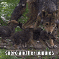 a wolf standing next to two puppies with the caption " suero and her puppies "