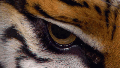 Tigereye Lsu GIF - Tigereye Lsu Tigers GIFs