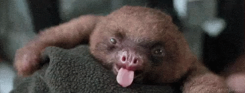 Sloth Sleepy GIF - Sloth Sleepy Yawn GIFs