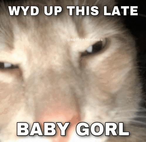 a close up of a cat 's face with a caption that says wyd up this late baby gorl