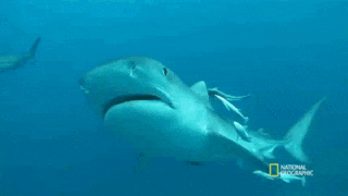 a shark is swimming in the ocean with a national geographic logo in the background