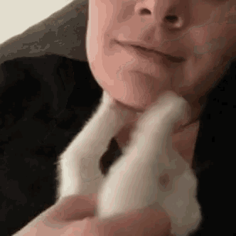 a close up of a person holding a white cat 's paws .