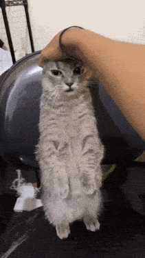 a person petting a cat that is standing up