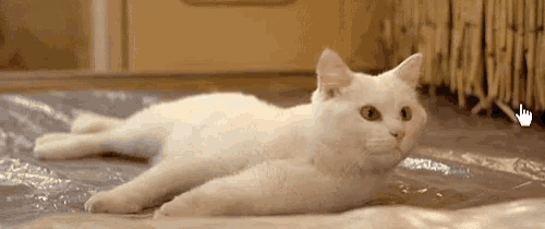 a white cat is laying on its back on a plastic blanket .