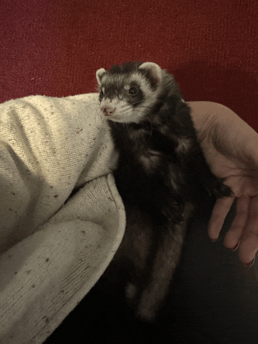 a person is holding a ferret in their lap