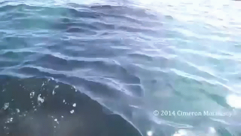Humpback Nearly Smacks Kayaker  GIF