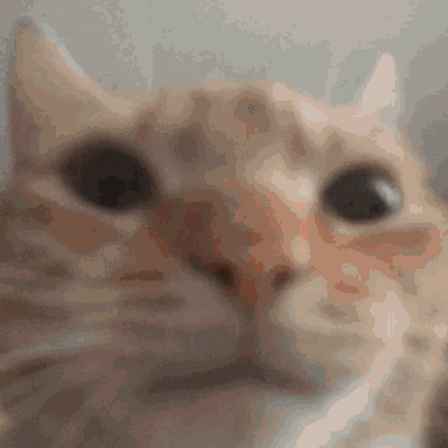 Gemini Norawit Cat GIF - Gemini Norawit Cat GIFs