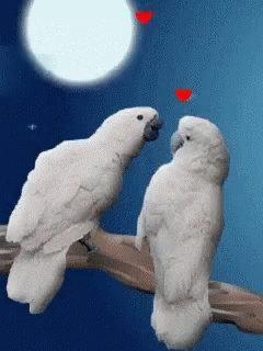 Bird Love Bird GIF - Bird Love Bird Kisses GIFs