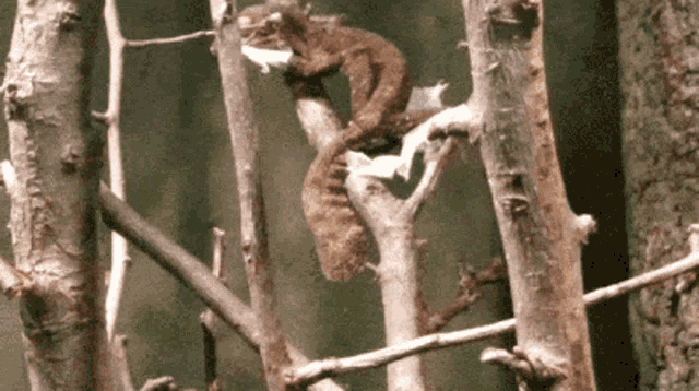 Gecko Eat Your Own Skin GIF - Gecko Eat Your Own Skin Gecko Eating GIFs