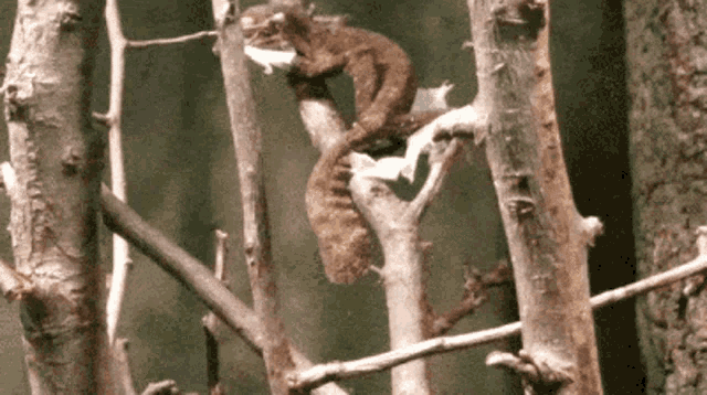 a lizard is sitting on a tree branch with another lizard behind it