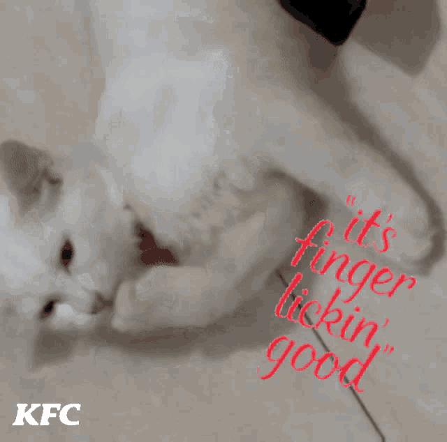 Kfc Cat Cat GIF - Kfc Cat Cat Cats GIFs