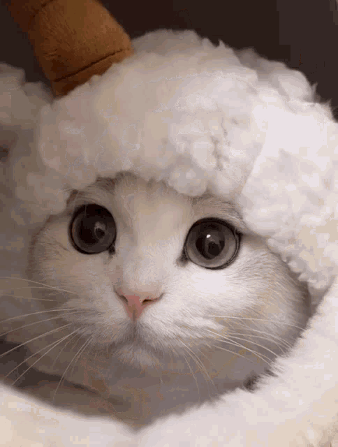 Cat Cute Cat GIF - Cat Cute Cat Meow GIFs