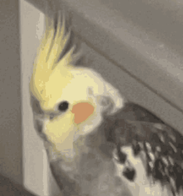 a cockatiel with a yellow head is sitting on a window sill .