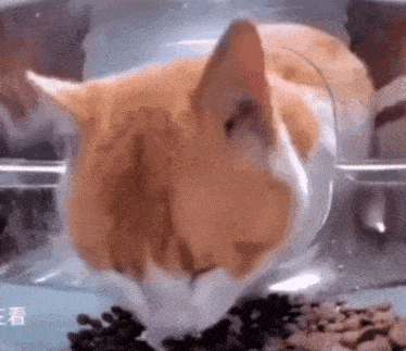 Cat Food GIF - Cat Food Stare GIFs