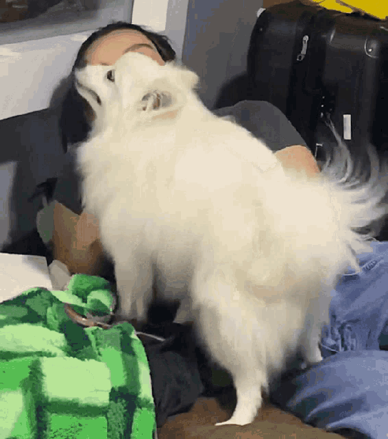 a small white dog is standing next to a person