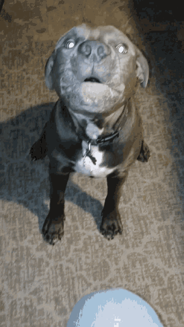 a dog with a name tag that says ' amanda ' on it