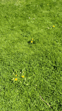 a lush green field of grass with yellow dandelions in the middle