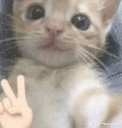 a cat is giving a peace sign with its paw .