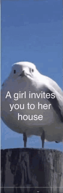 a seagull standing on top of a wooden post with the words " a girl invites you to her house "