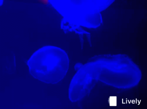 Jellyfish Aquatic GIF - Jellyfish Aquatic Water GIFs