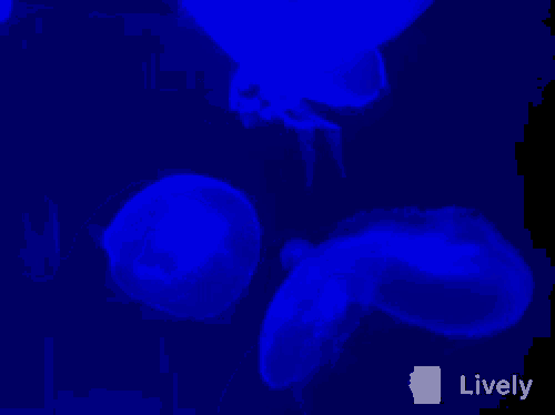 jellyfish are swimming in a dark blue water
