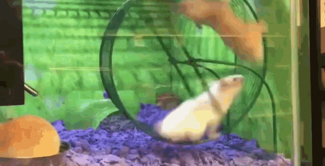 Hamster Stuck GIF - Hamster Stuck GIFs